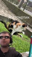 480x854